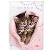 3664447197722-Cahier de texte Chaton tendre duo - 15 x 21 cm - Oberthur--0