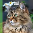 3494150160245-Calendrier mensuel 30x30 cm - 16 mois - Chats-P_405186515_1-0