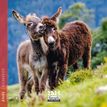 3494150160795-Calendrier mensuel 16x16 cm - 16 mois - Anes-P_405186564_1-0