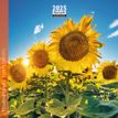 3494150161082-Calendrier mensuel 16x16 cm - 16 mois - Tournesols-P_405186589_1-0