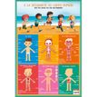 3592930011111-Bouchut - Poster pédagogique effaçable - 52 x 76 cm - Corps humain-P_79409673_1-0