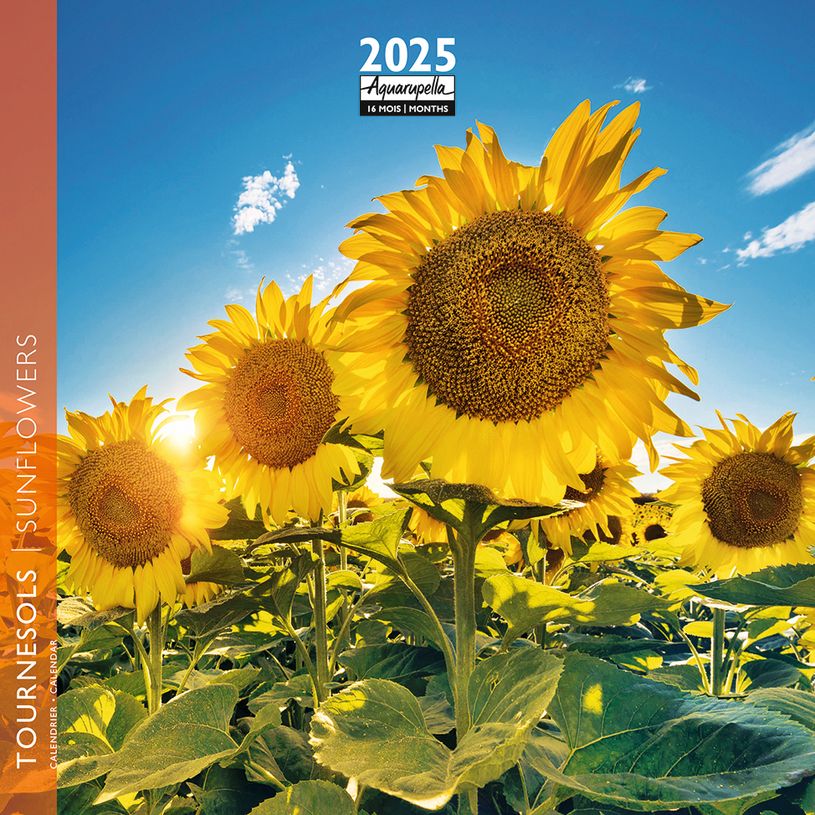 3494150161082-Calendrier mensuel 16x16 cm - 16 mois - Tournesols-P_405186589_1-0