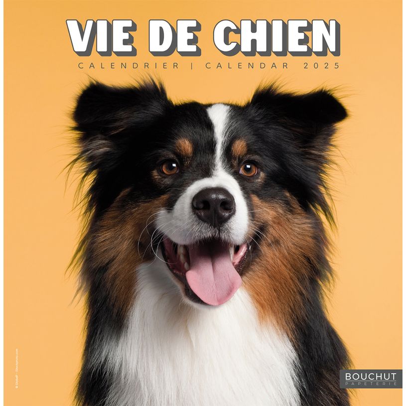 3592930027112-Calendrier illustré BOUCHUT 30 x 30 cm VIE DE CHIEN 70 %-P_79420119_1-0